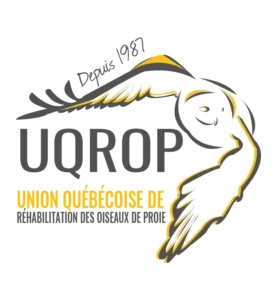 Union québécoise de réhabilitation des oiseaux de proie (UQROP)